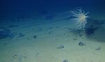 A new species from a new order of Cnidaria lives on sponge stalks attached to nodules in the Clarion-Clipperton Zone of the Pacific Ocean.