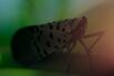 America Isn’t Ready for the Lanternfly Invasion
