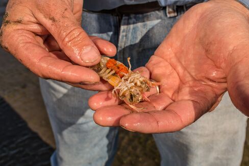 Patten with a male and a female shrimp