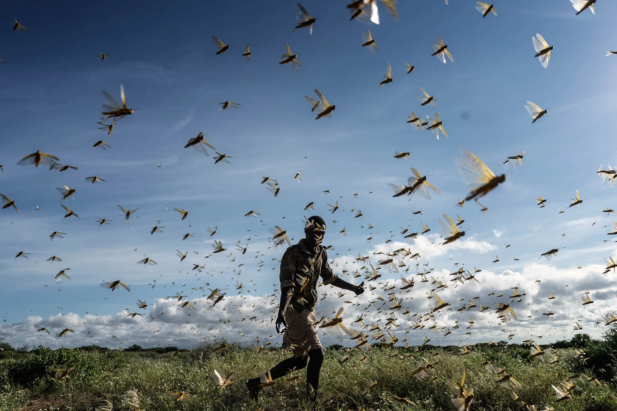 A man chases&nbsp;away a swarm of desert locusts early in the morning, in Samburu County, Kenya.