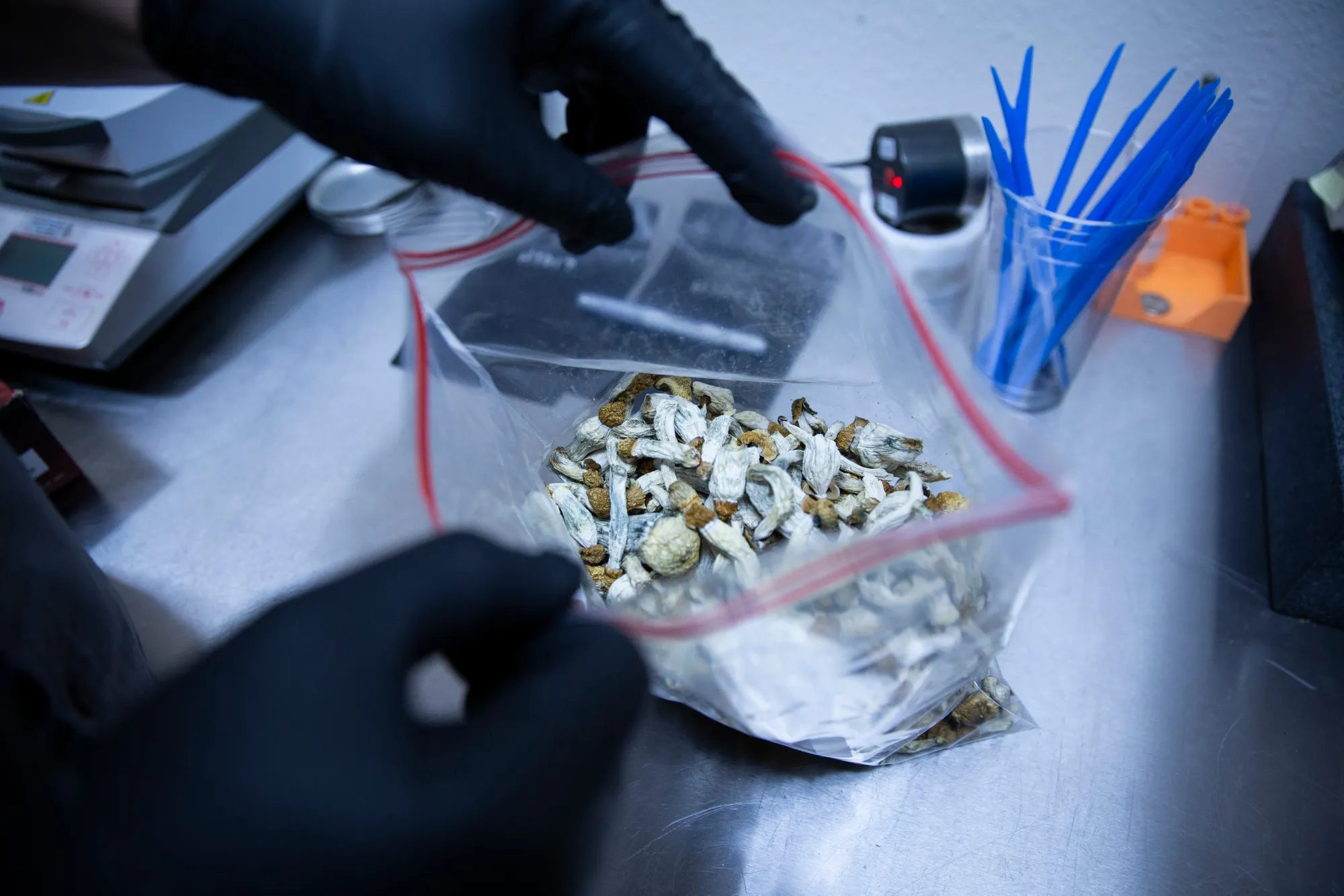 A laboratory technician with&nbsp;mushrooms that contain psilocybin.