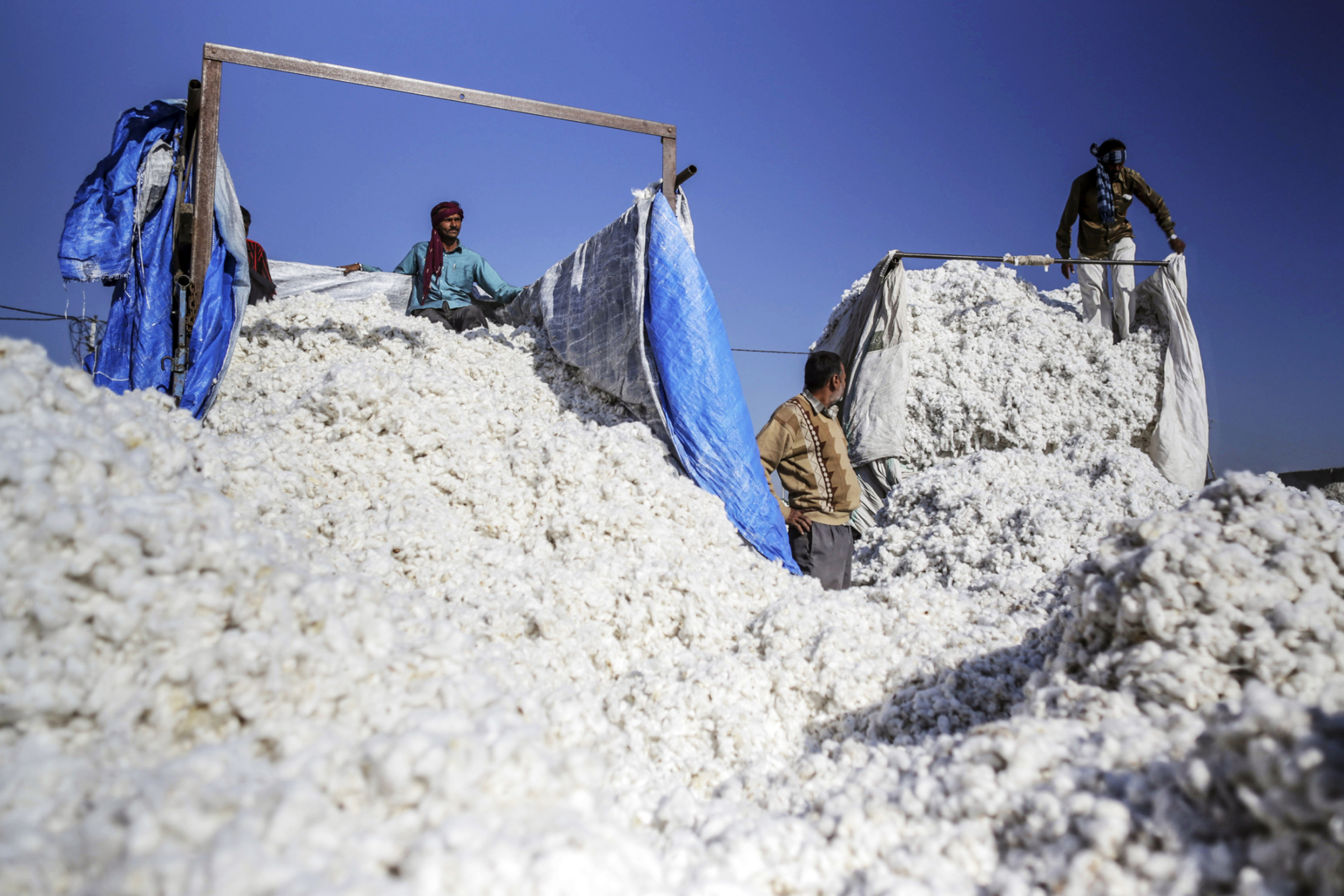 Cotton production witnesses an 81% surge, yet hurdles remain for meeting  targets - Tahfuz Agro Chemicals (PVT) Limited