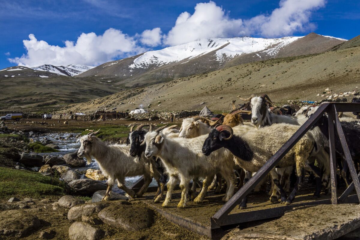 How a McKinsey Analyst Sought a Fortune as a Himalayan Goatherd - Bloomberg