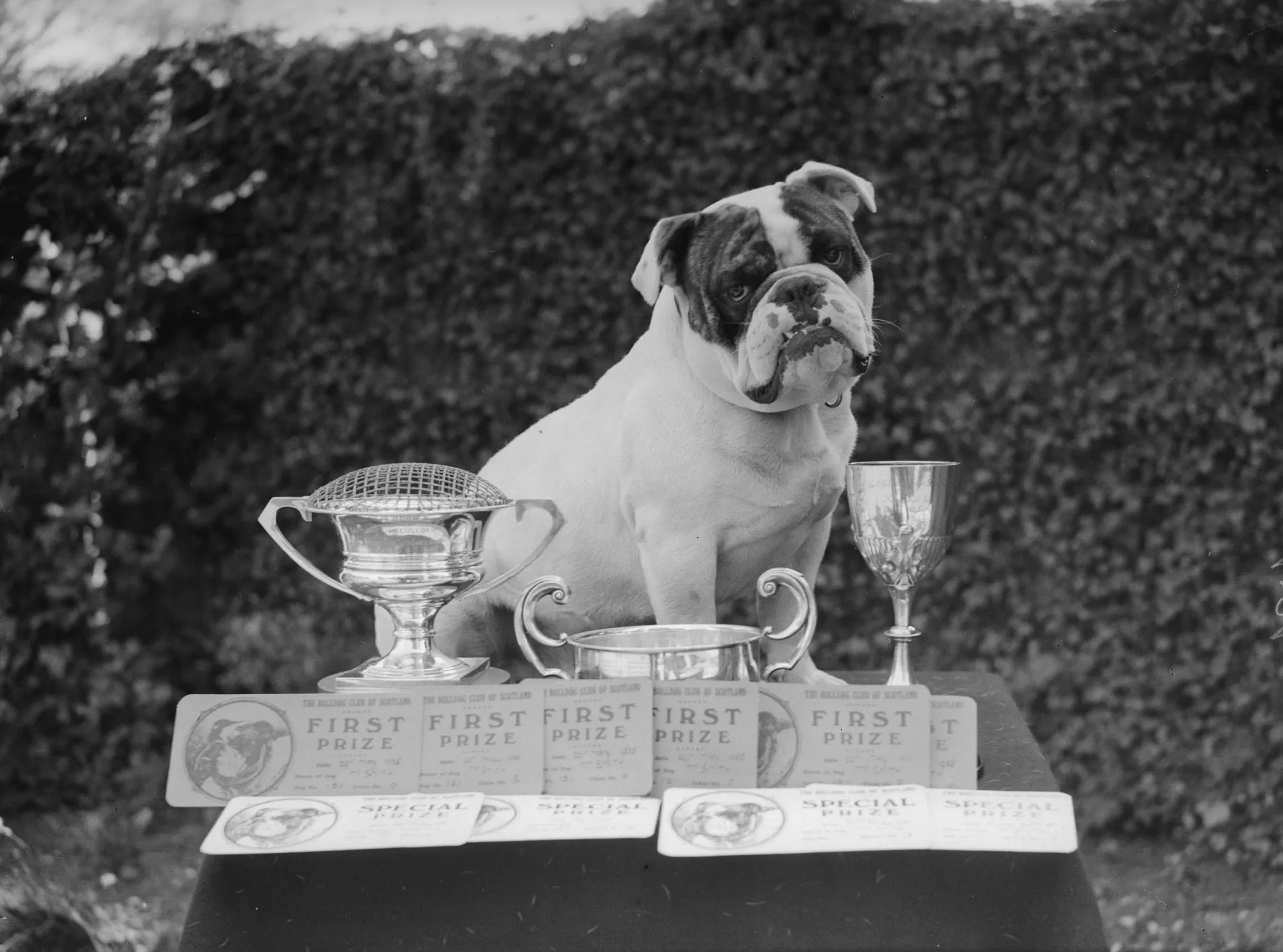 Mr Smith, a prize bulldog owned by W Hiscox of Purley.