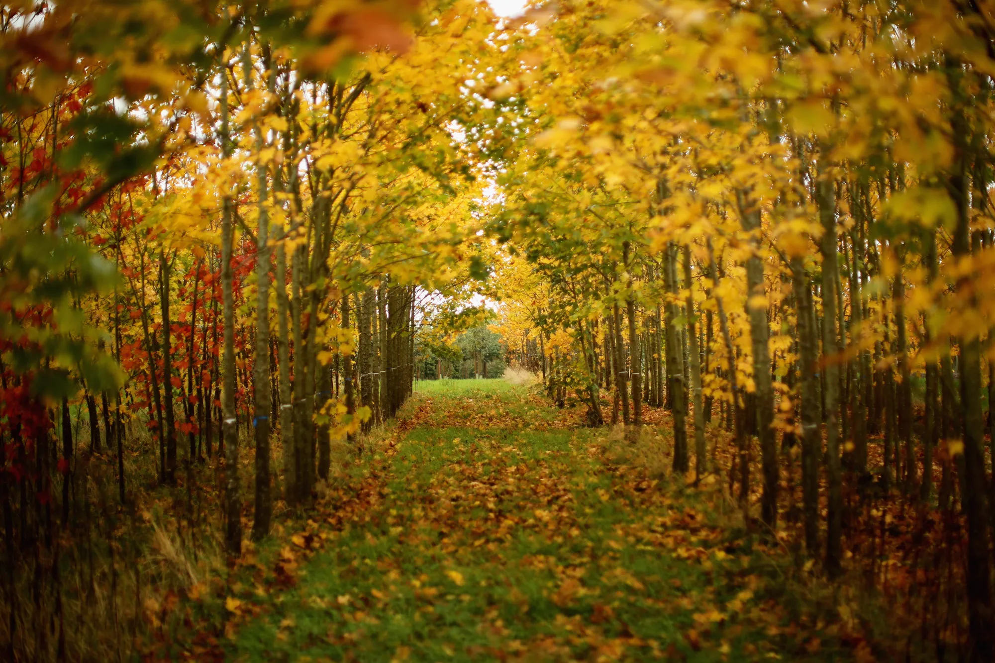 A slowing in the fall.
