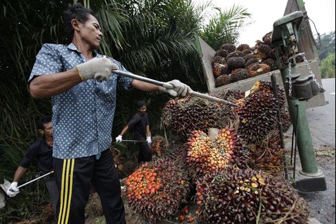 Workers Sort Bunches Of Harvested Palm Fruit