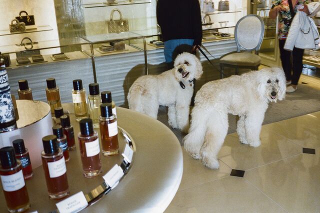 Goldendoodles at Dior on Rodeo Drive in Los Angeles