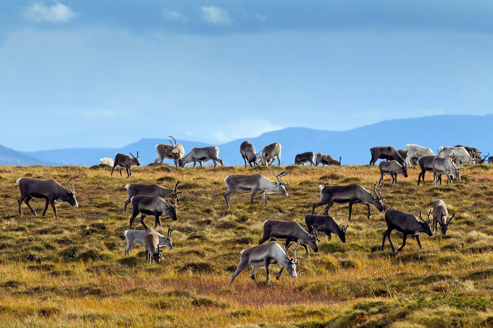 Reindeer graze in Sweden.