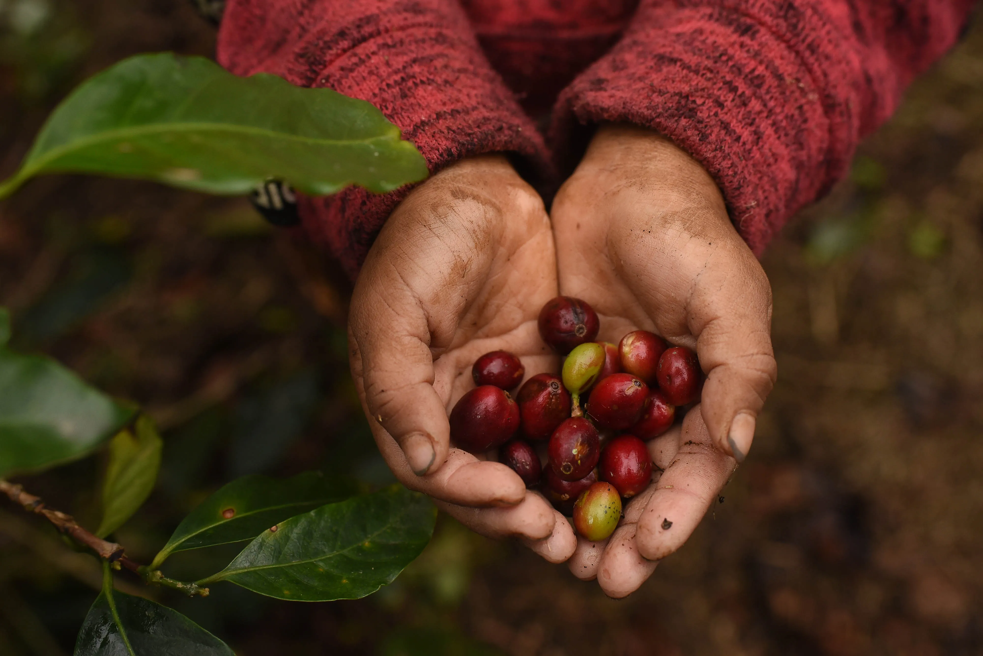 A worker displays ripe coffee cherries during a harvest at a farm in Huatusco, Mexico.