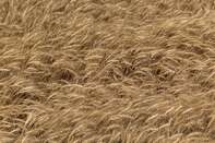 Wheat Harvest in Sindh Province as Pakistan to Import additional Supplies of Essential Commodity