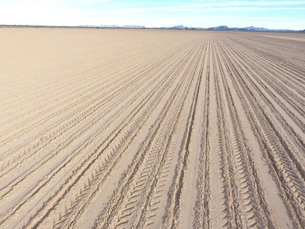 Integrated CBD - Field before planting