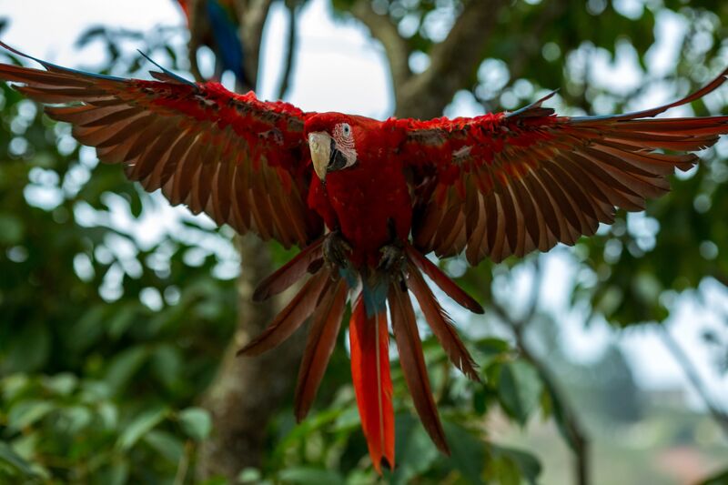 Invasion Of The Macaws As Caracas Is Now Teeming With Exotic Birds