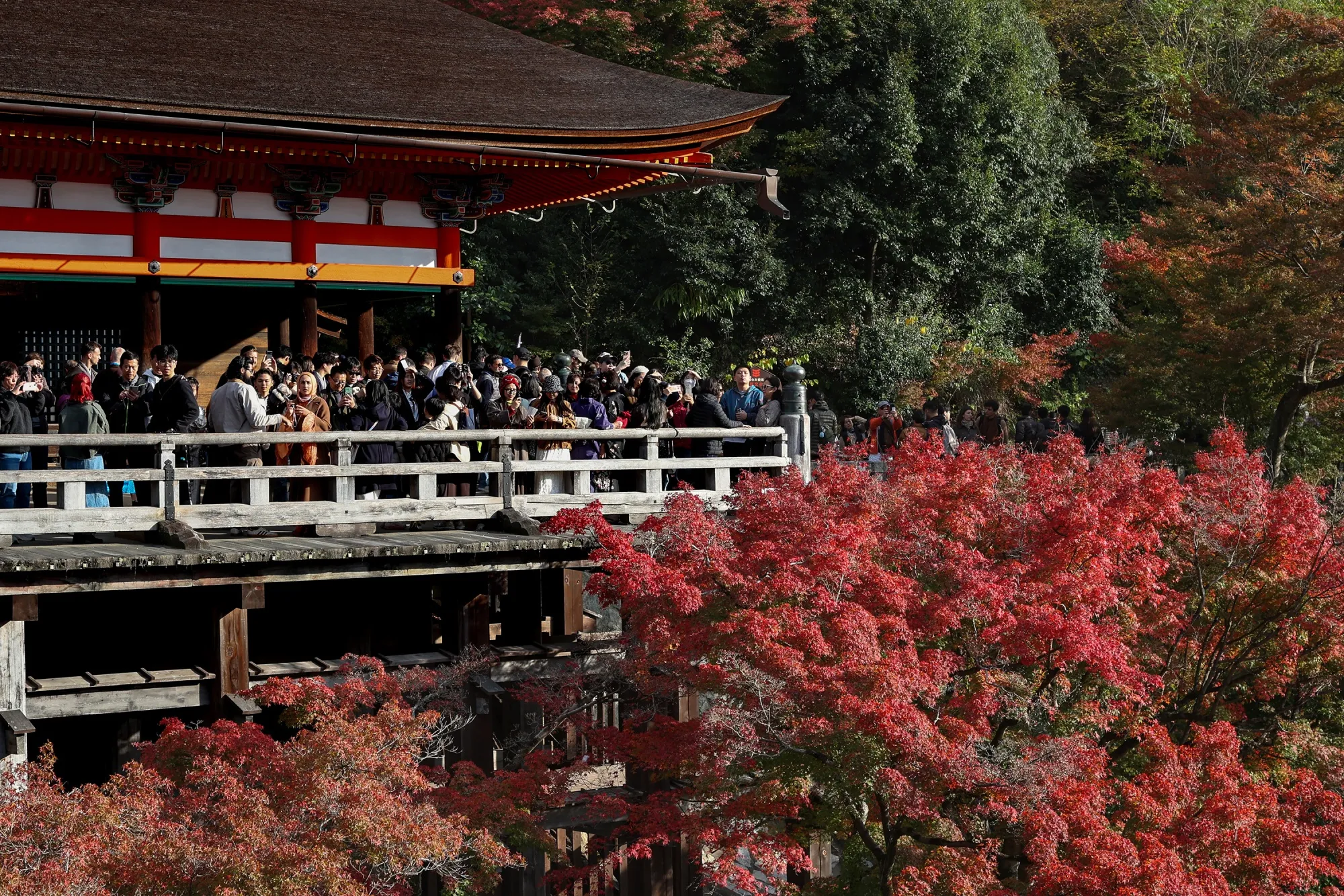 Tourists view maple leaves in Kiyomizu-dera Buddhist temple in Kyoto, Japan on Nov. 20.