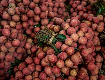 relates to China’s $4 Billion Lychee Harvest Devastated by Extreme Weather