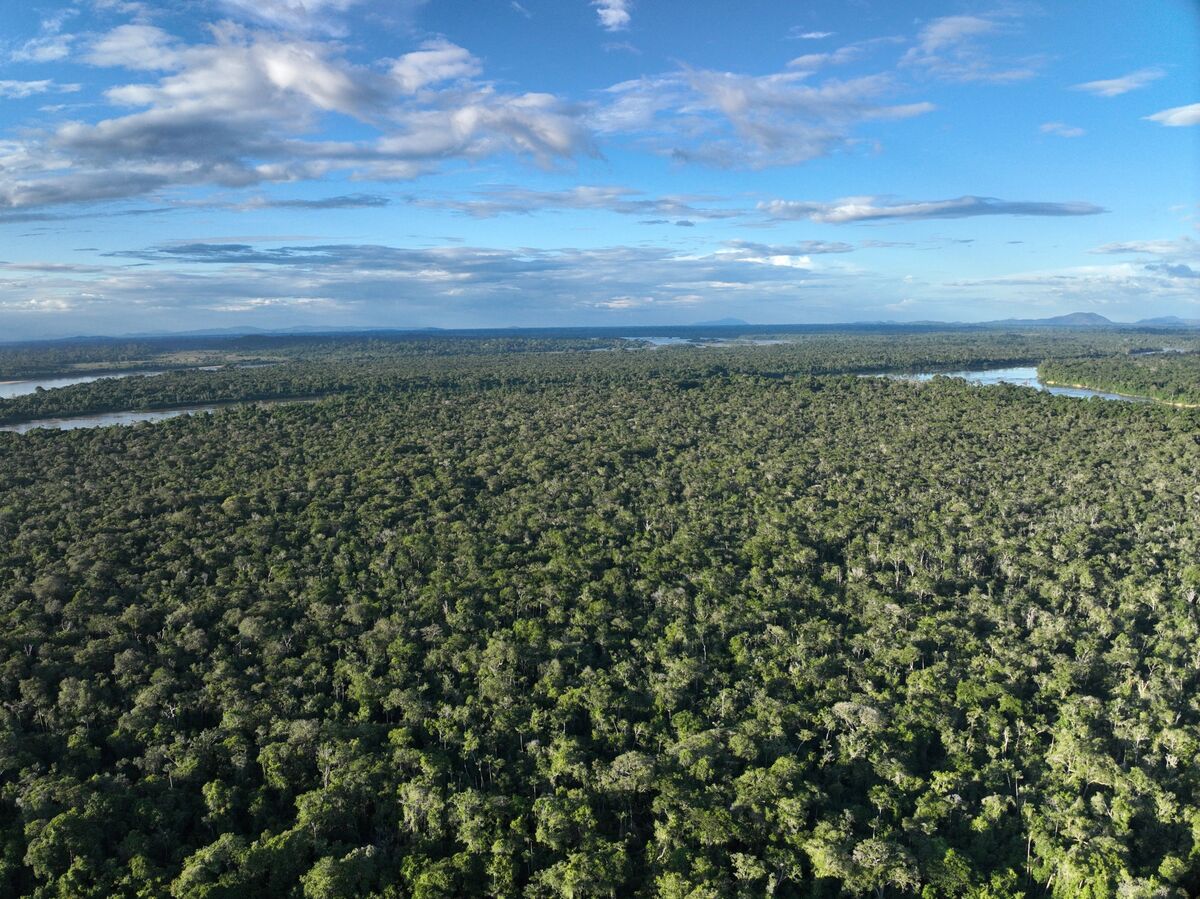How to Reward Farmers For Preserving the Amazon Instead of Clearing It