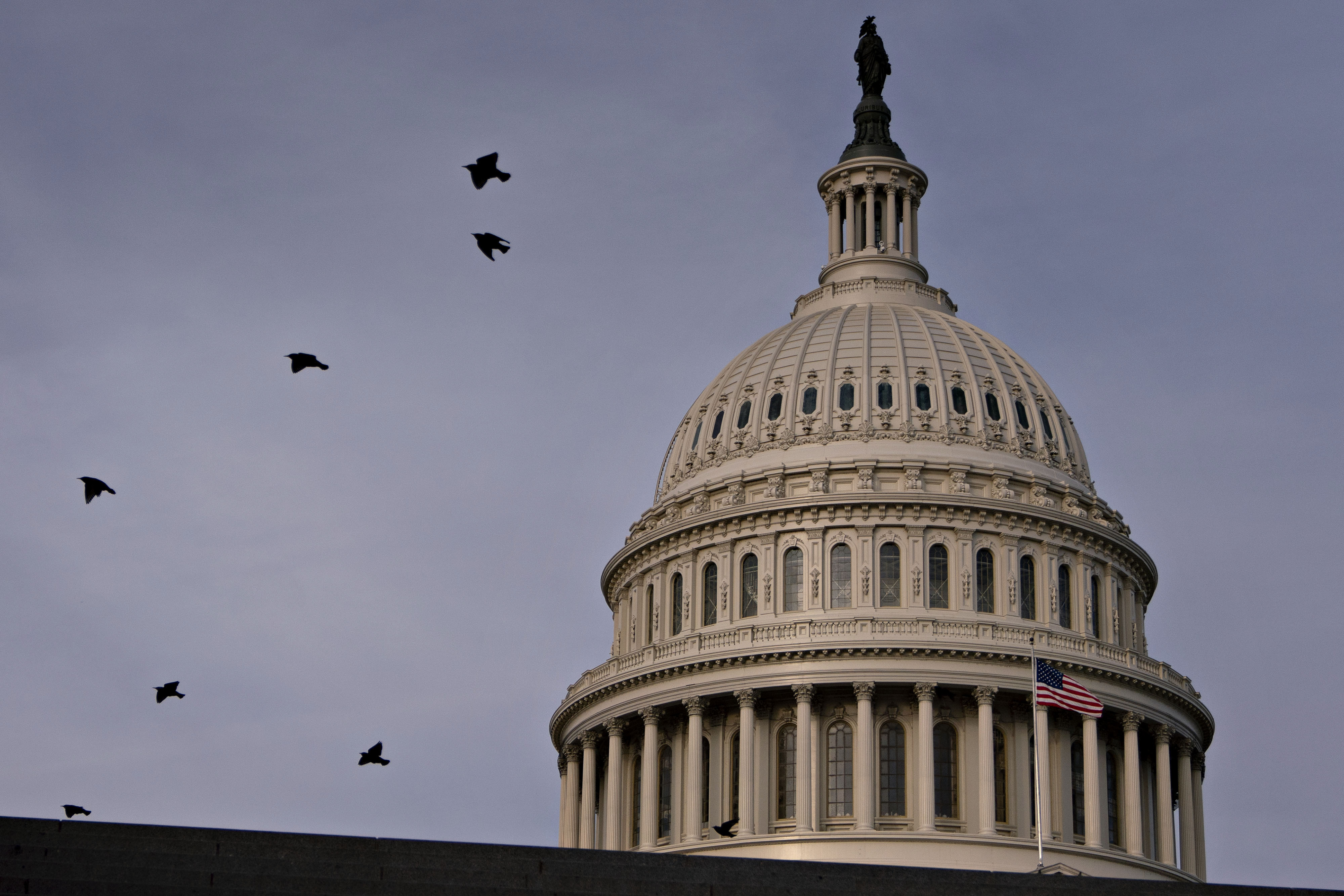 Birds fly near the U.S. Capitol in Washington, D.C.