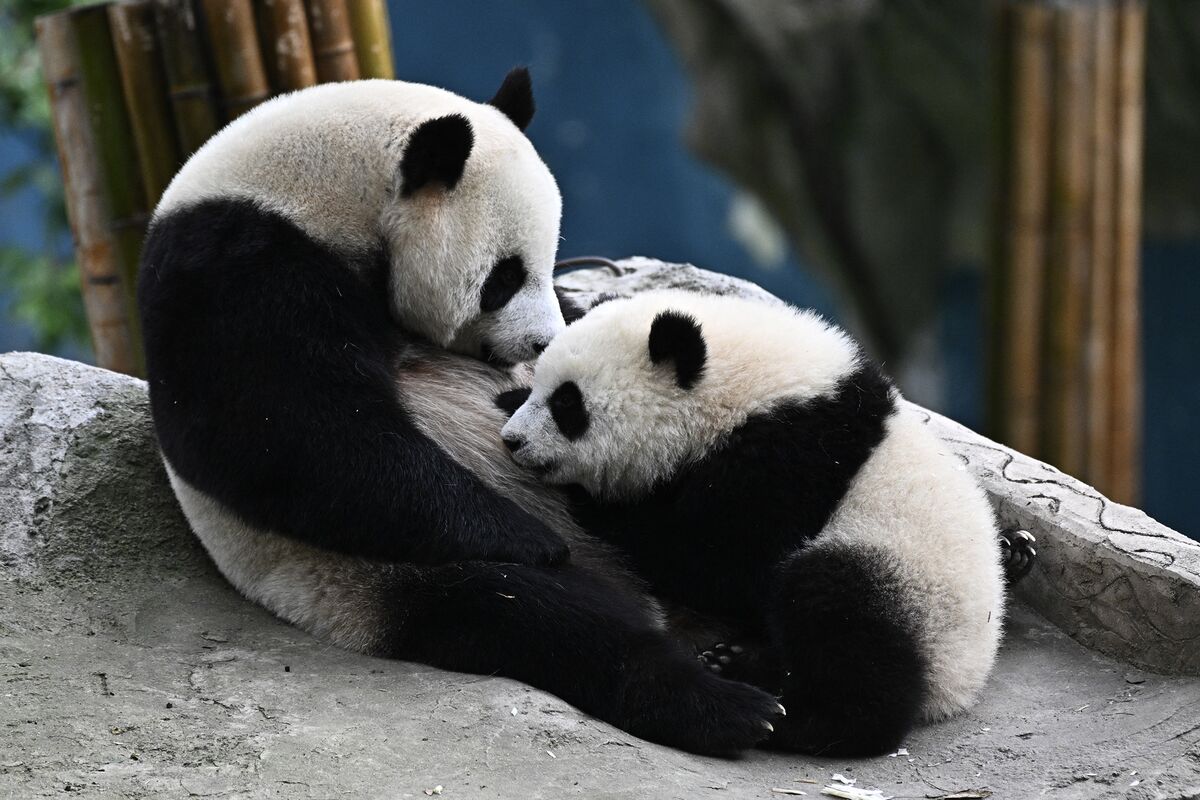 Panda Base in China Is Expecting a Baby Boom, Xinhua Says