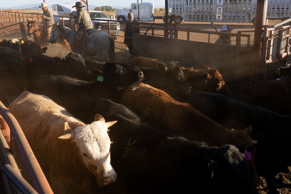 
                            Why America's Cattle Ranchers Keep Getting Squeezed