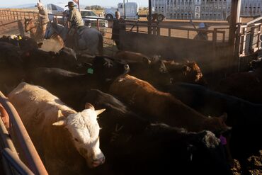 US Unveils Plan To Grow Beef Output, Boosts Argentine Quota