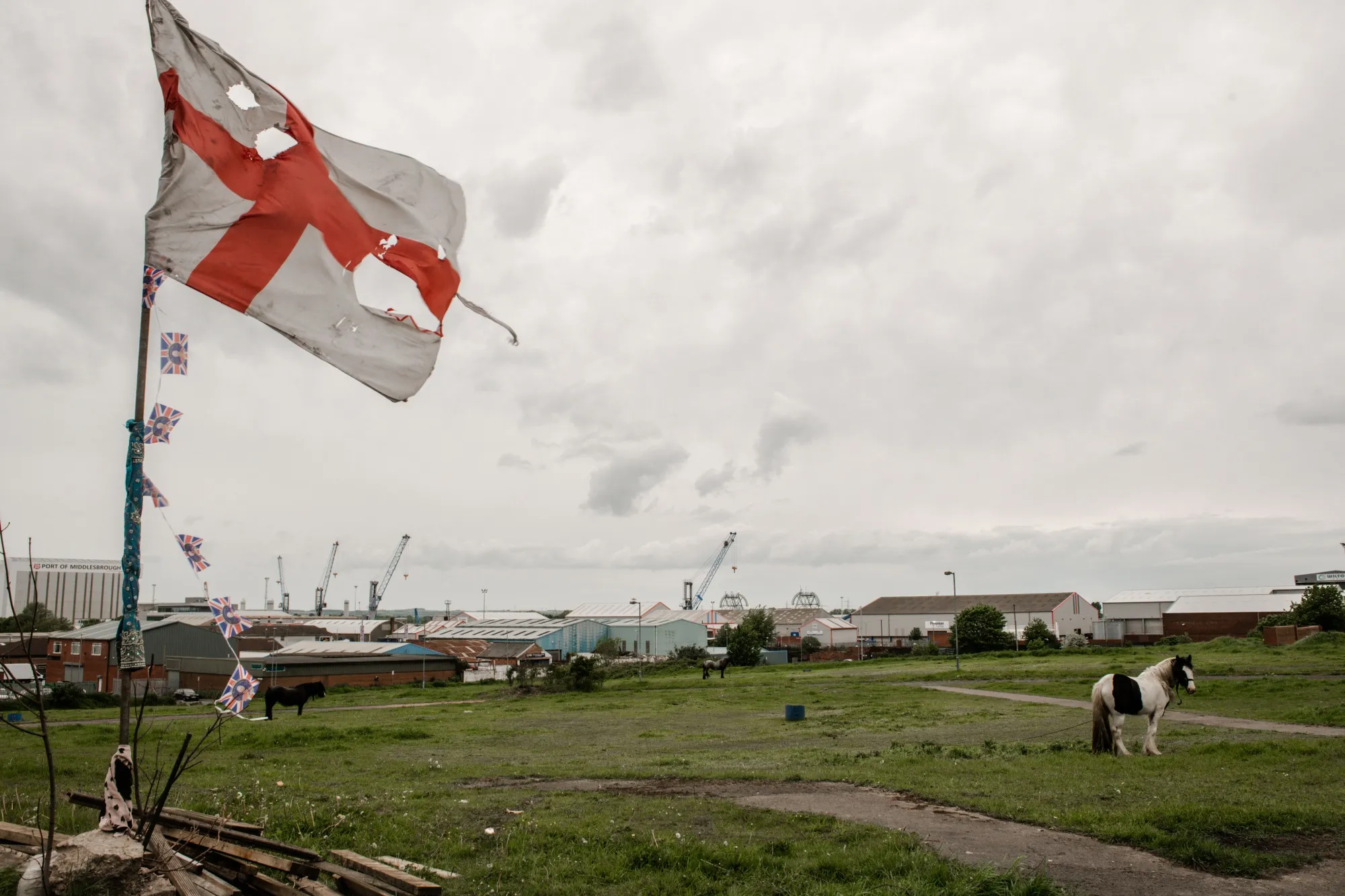 Horses tethered at a clearing&nbsp;next to the&nbsp;port in Middlesbrough, Teeside, UK, on&nbsp;May 17.