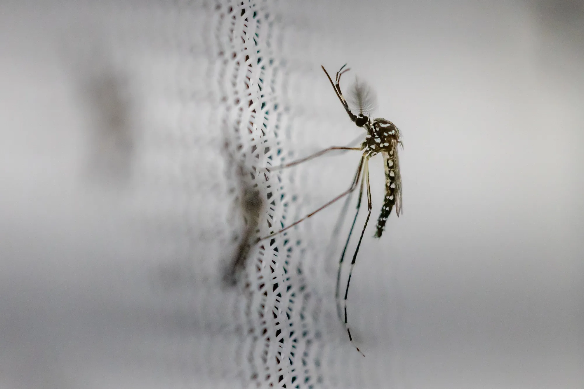 Argentina reported 233,000 cases of dengue so far during the Southern Hemisphere’s summer.