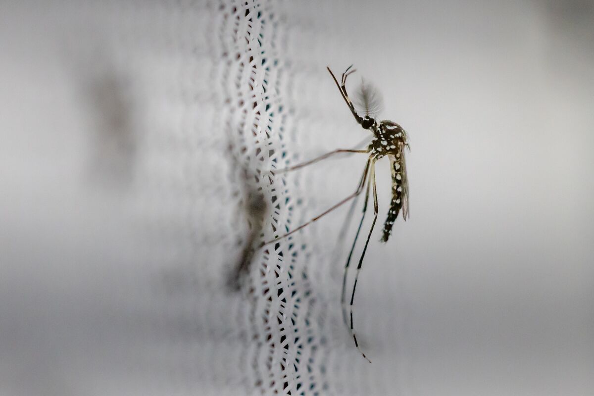 Argentina Dengue Cases Hit All-Time; Country Runs Out of Bug Spray ...