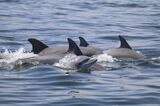 Dolphins' Playful Social Habits Form Bonds, But Spread Virus