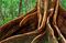 Giant root of an ancient tropical tree in Daintree National Park.