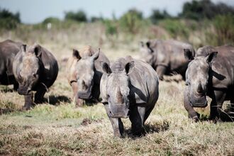 SAFRICA-ENVIRONMENT-CONSERVATION