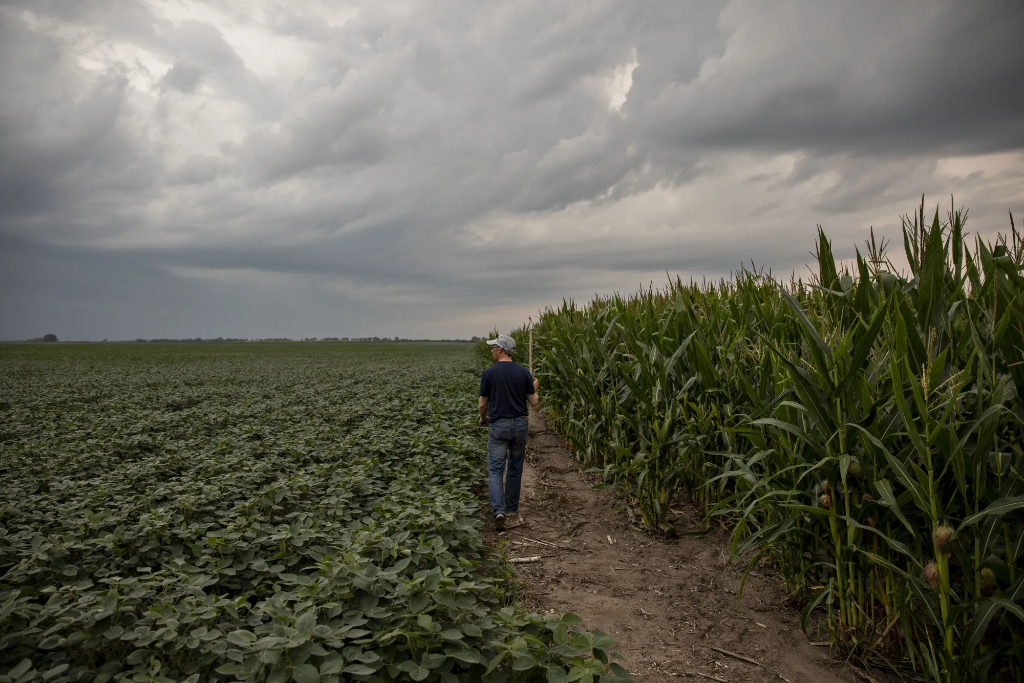 A crop scout walks between a corn and soybean fields during the Pro Farmer Midwest Crop Tour in Chatsworth, Illinois, on&nbsp;Aug. 20.&nbsp;
