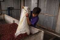 A Coffee Harvest As Guatemala's Crop Shrinks 