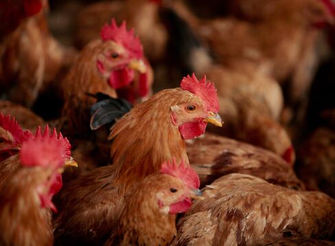 Chinese Asked to Change Eating Habits as H7N9 Infections Rise