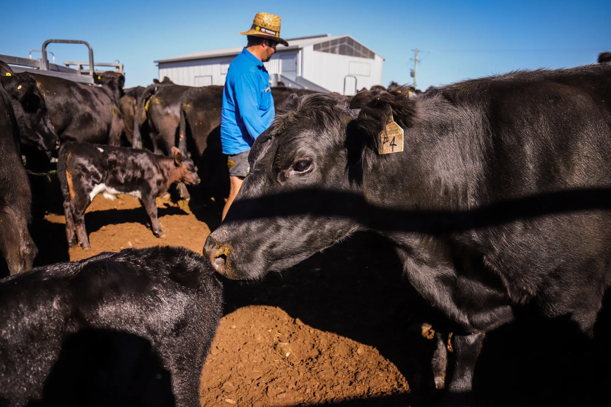 A farmer corrals cattle at a farm in Gunnedah, New South Wales.