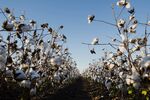 Cotton Ends 2017 With a Bang, Heading for Best Rally Since 1998