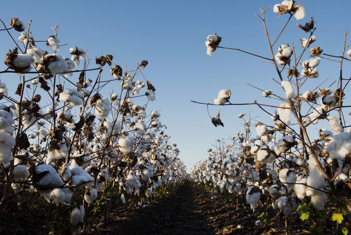 Monsanto Can't Have Patent On Bt Cotton In India, Court Says - Bloomberg