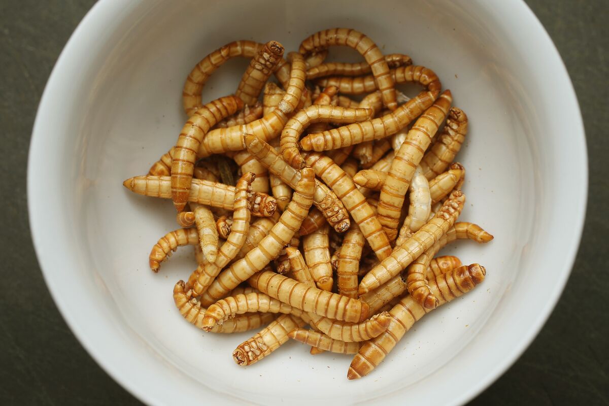 EU Approves Sale of Mealworm for Human Consumption.