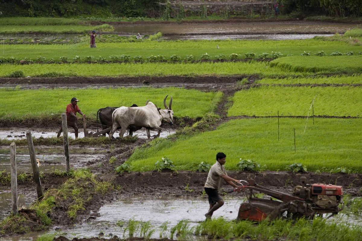 India to Get Below-Average Monsoon This Year in Risk to Economy - Bloomberg