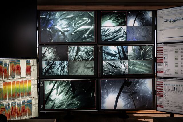 Salmon seen swimming in the ocean waters on television screens in the control tower of Ocean Farm 1.