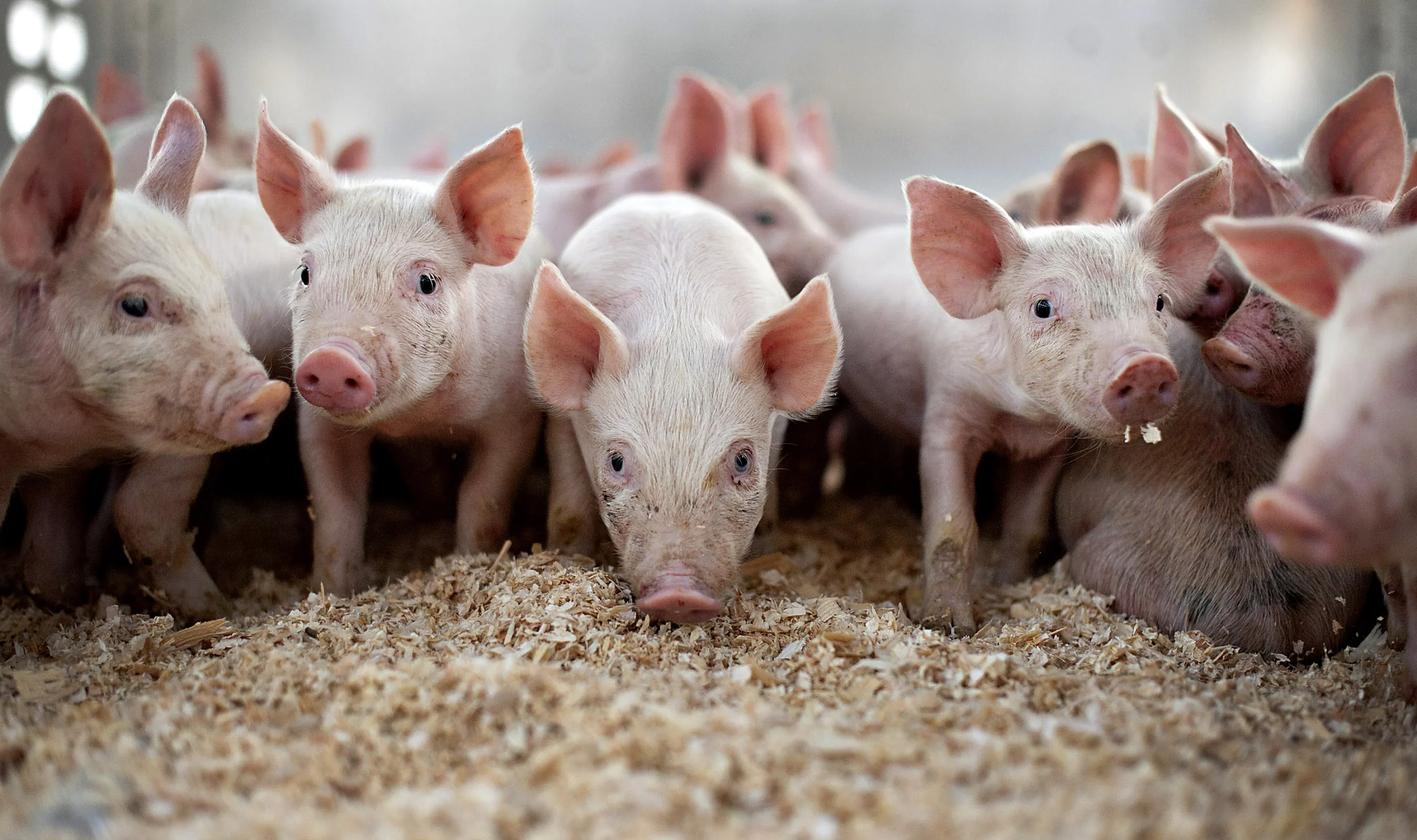 Twenty one day-old pigs stand in a trailer prior to transport to a nearby weaning-to-market barn&nbsp;in Strawn, Illinois.