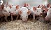 Twenty one day-old pigs stand in a trailer prior to transport to a nearby weaning-to-market barn in Strawn, Illinois.