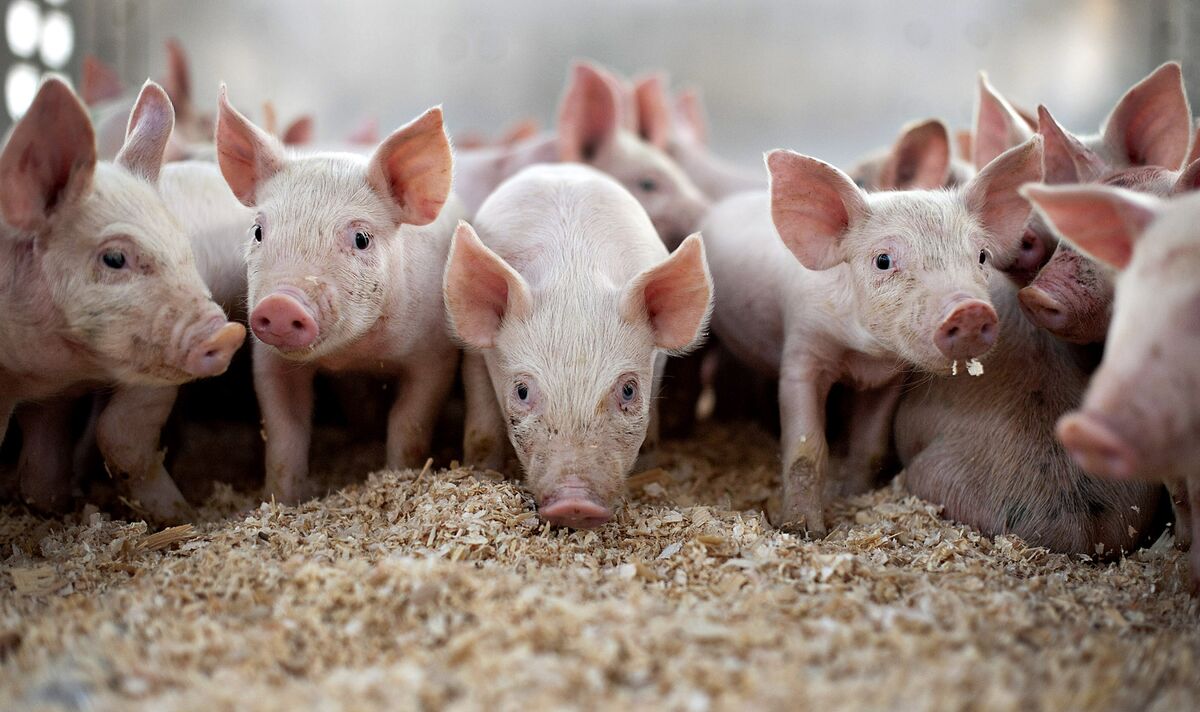 Way Too Much Pork Makes Trade War Bite U S Hog Markets Bloomberg way-too-much-pork-makes-trade-war-bite-u-s-hog-markets-bloomberg
