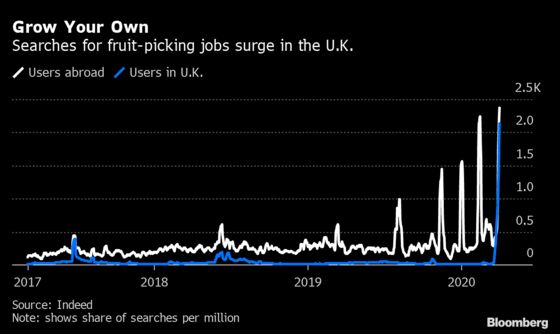 Britons Are Hunting Fruit Picker Jobs Usually Held by Immigrants