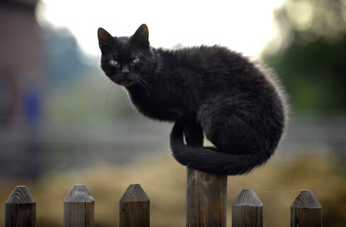 Cat-Allergy Shot From Circassia May Limit Need for Pill-Popping