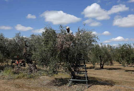 Trump’s Tariffs Send Shock Waves Through Spain’s Olive Groves