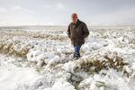 A farmer checks on his wheat crop after snowy weather near Cremona, Canada on Sept. 30.