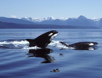 relates to Orcas Seem to Teach Each Other How to Take on Sailboats and Yachts Off Spain