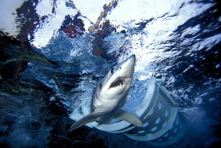 Mako shark