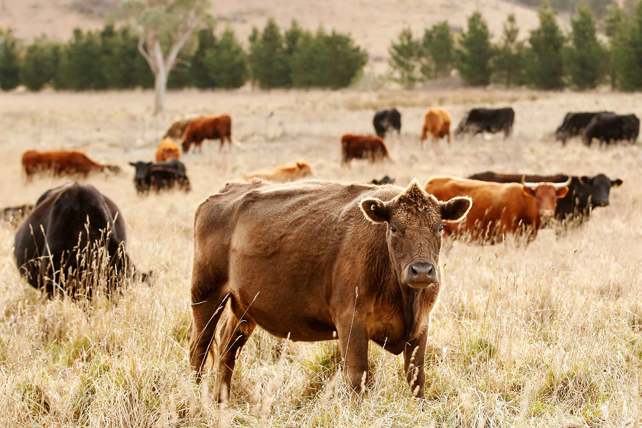 Chinese-Led Group to Buy Iconic Australian Cattle Rancher - Bloomberg