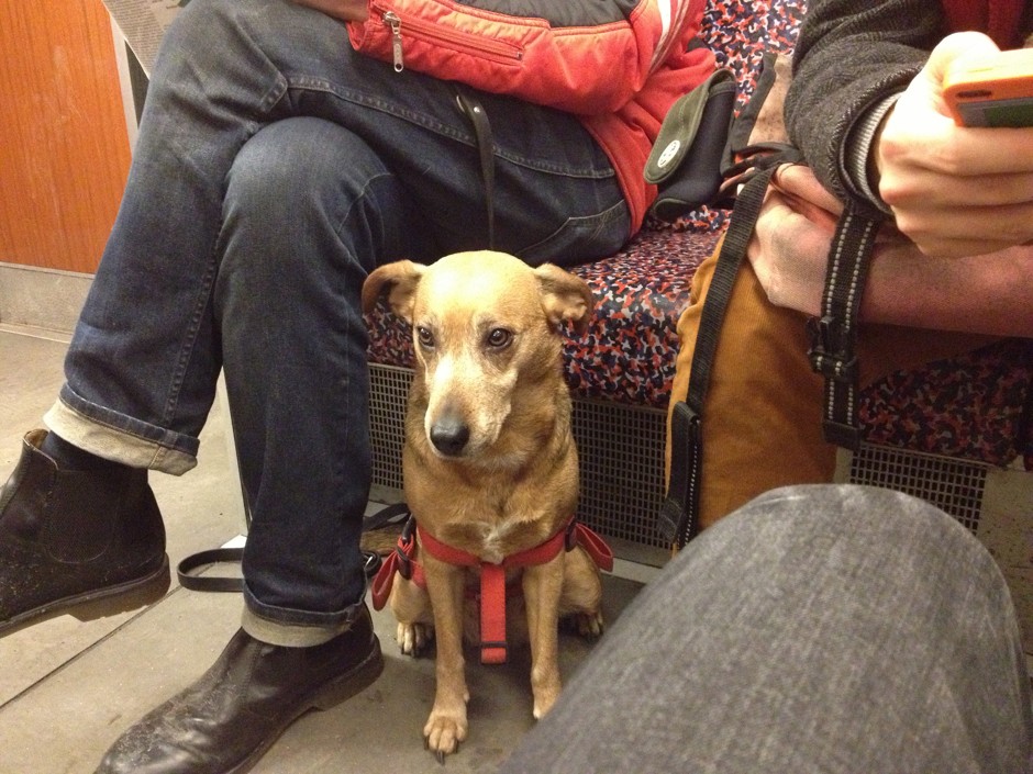 A Dog on the Berlin subway, where larger dogs are tolerated but don't yet ride for free.