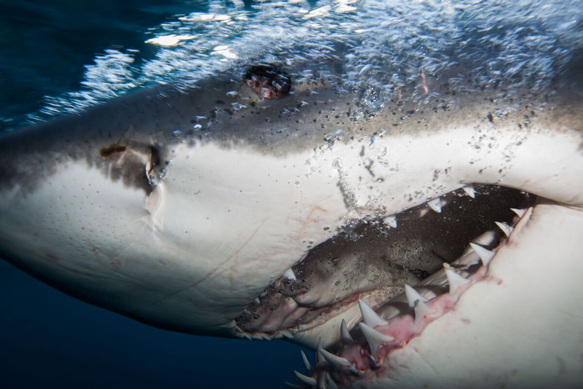Нападение большого. Белая акула кархародон. Акула белая, акула-людоед, кархародон. Большая белая акула ареал.